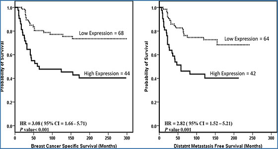 A novel prognostic two-gene signature for triple negative breast cancer ...