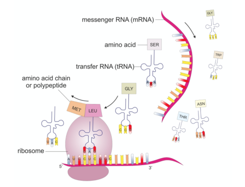 Choose the right RNA-seq for your research