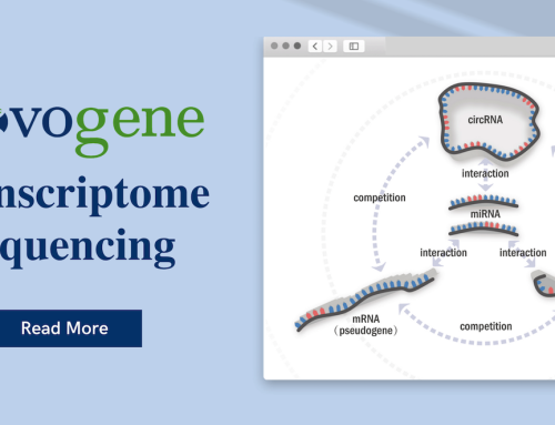 High Throughput RNA-seq Unveil Transcriptome Mystery at Novogene