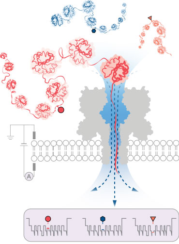 Nanopore technology achieves breakthrough in protein variant detection ...