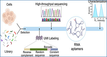 ID-SELEX – RNA aptamer selection via RNA sequencing with unique ...