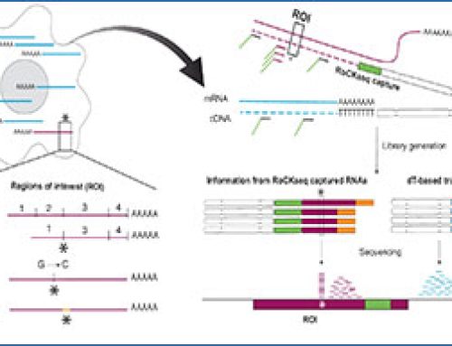RoCK and ROI – single-cell transcriptomics with multiplexed enrichment of selected transcripts and region-specific sequencing