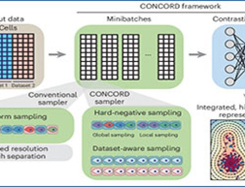 CONCORD – revealing a coherent cell-state landscape across single-cell datasets