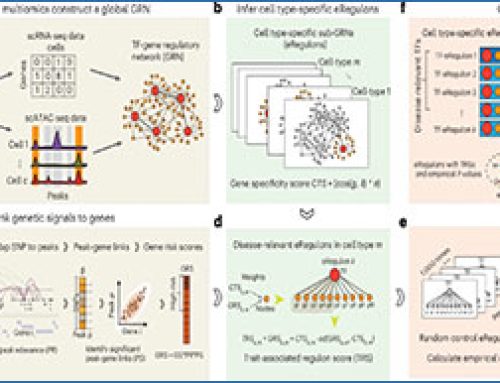 Integrating single-cell multiomics to link genetic variants with cell-type regulatory networks