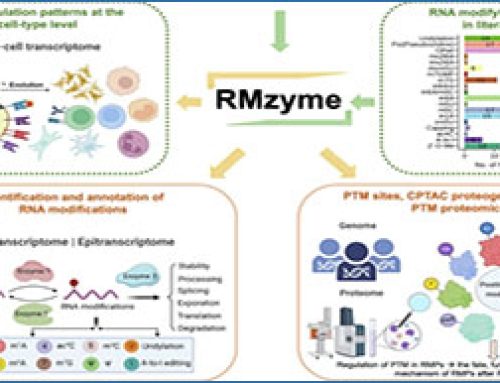 RMzyme – regulations of RNA-modifying enzymes in humans