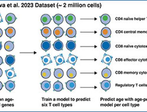 New single-cell transcriptomic clock reveals intrinsic and systemic T cell aging in COVID-19 and HIV