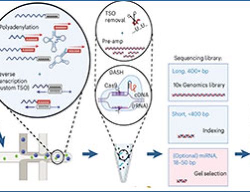 Single-cell total RNA sequencing expands our view of gene regulation