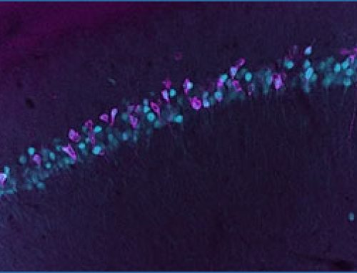 Study is first demonstration of gene transcription measurement in the living brain