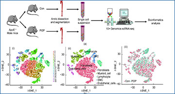 RNA-seq
