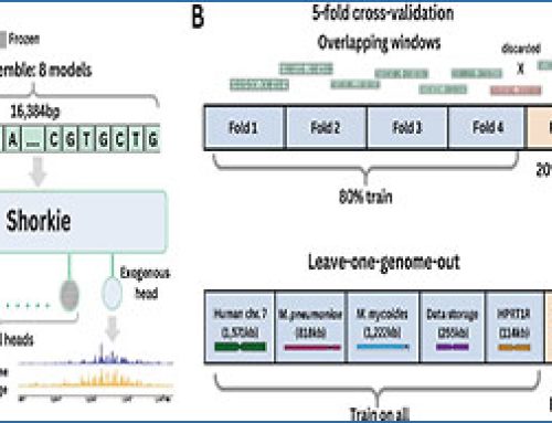 ExoShorkie – predicting RNA-seq coverage of exogenous genomes in yeast by transfer learning