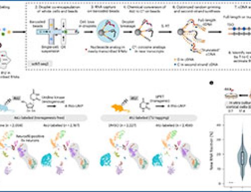 Spatial mapping of RNA turnover kinetics in the mouse brain