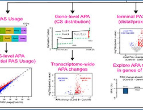 Long-read RNA sequencing reveals how neurons choose alternative RNA endings